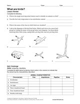 What Are Birds?