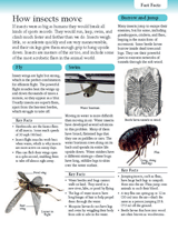 How Insects Move